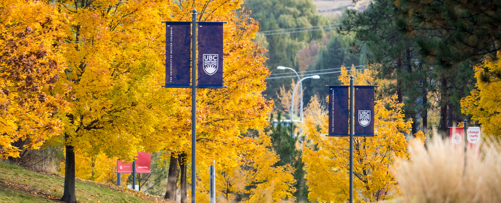UBC banners hanging along an tree-lined campus street